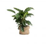 گلدان آپارتمانی دراسنا کامپکت - تصویر 2