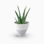 گلدان آپارتمانی پتوس