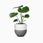 گلدان آپارتمانی بونسای جنسینگ - تصویر 2